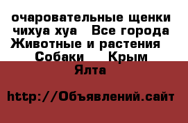 очаровательные щенки чихуа-хуа - Все города Животные и растения » Собаки   . Крым,Ялта